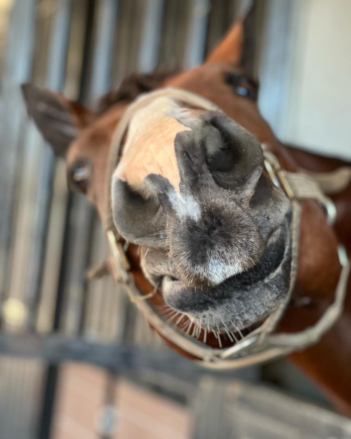 Horse peaking head out to say hi